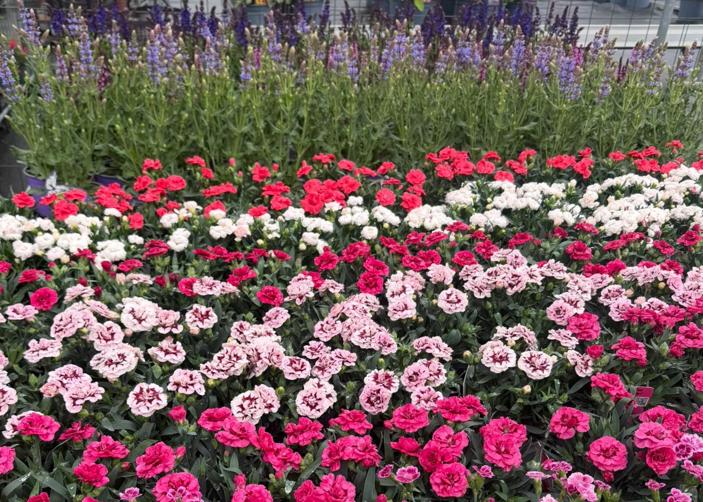 Monheimer Blumenmarkt